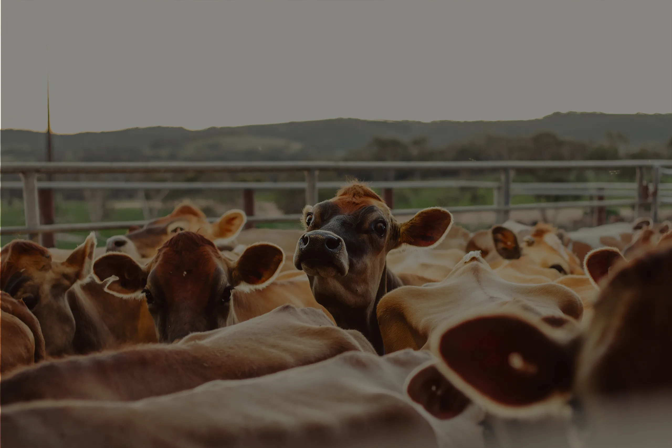 Fleurieu Milk Company